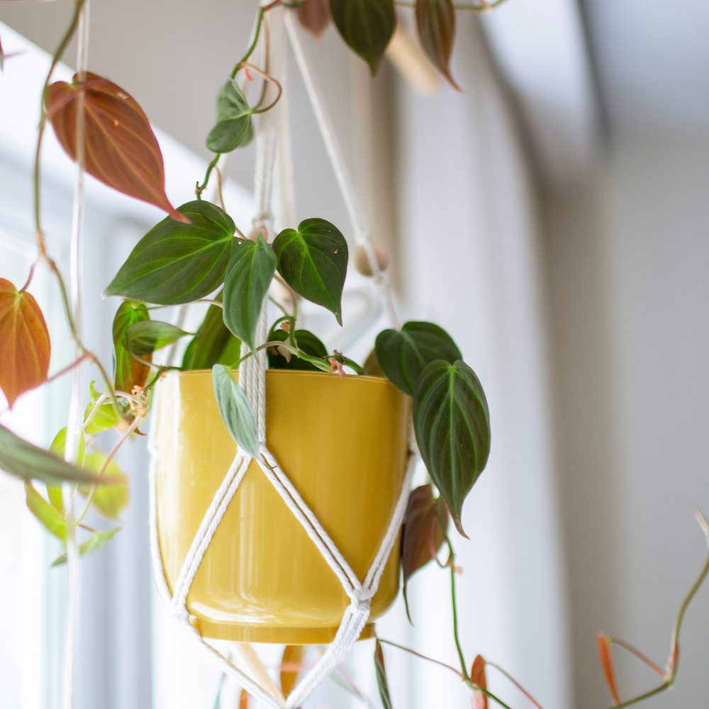 Home & Decor