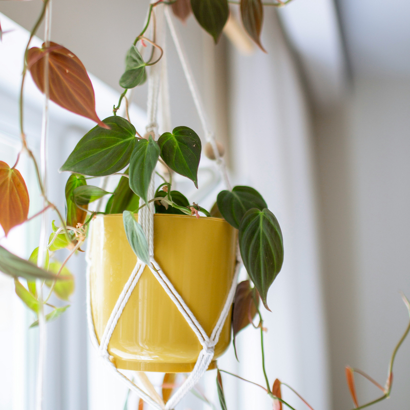 Home & Decor